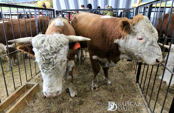 В Бурятии фермеры Тунки и Оки приобрели новые породы бычков  
