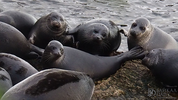 Қыздар арасындағы керемет құмарлықты секс туралы видео