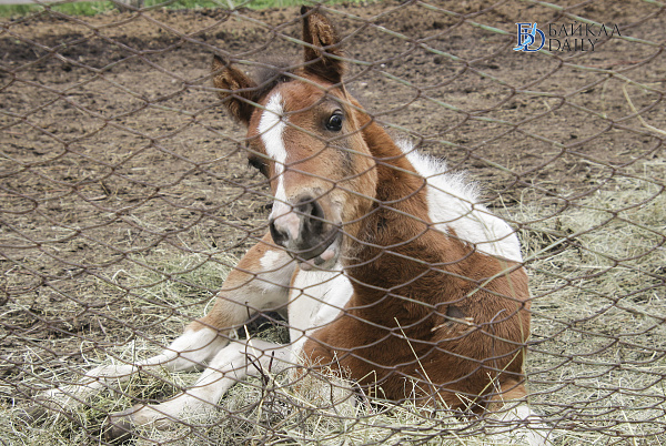 В Этнографическом музее в Улан-Удэ закроют часть комплексов 