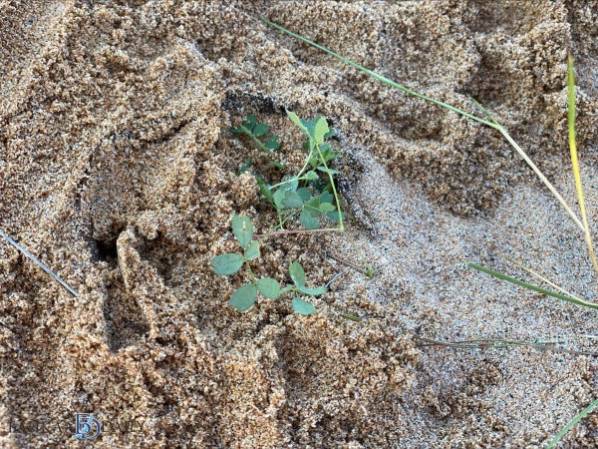 В Бурятии во время «Балета на Байкале» высадили уникальное краснокнижное растение