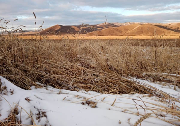 Снегопад в Забайкалье не нанёс ущерб сельхозкультурам