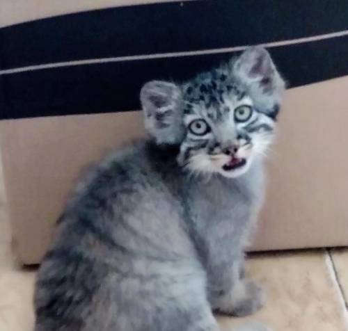 Спасённых в Бурятии котят манула отправили в Московский зоопарк 