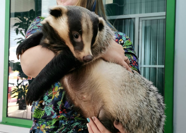 В Иркутской зоогалерее барсук Бося превратился в «мешочек с жиром»