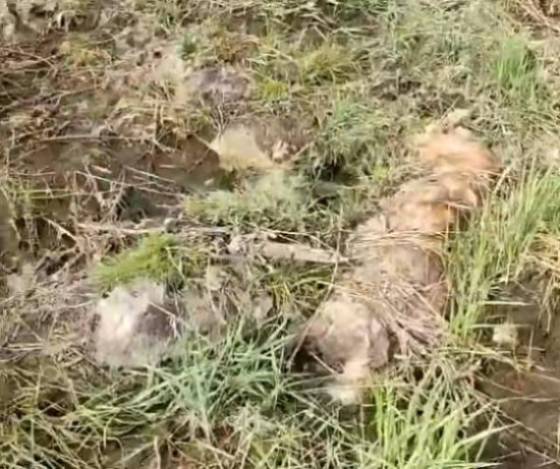 В Улан-Удэ рыбак обнаружил свалку мёртвых собак на берегу 
