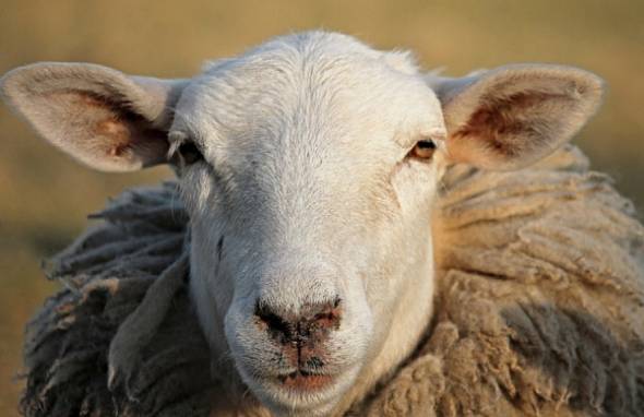 Из Бурятии в Приморье везли 250 овец без документов 
