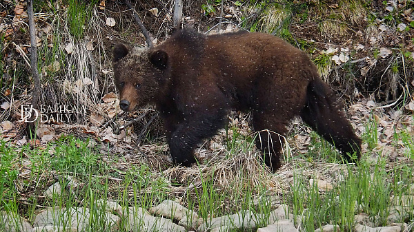 Медведя заметили на одном из самых популярных маршрутов на Байкале 
