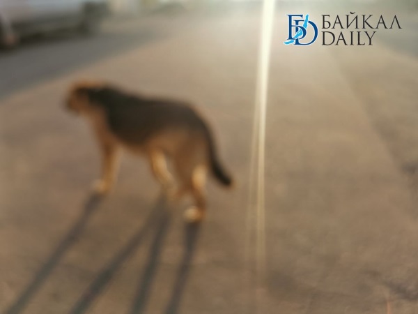 На севере Бурятии чиновники поплатятся за нападение собаки на ребёнка