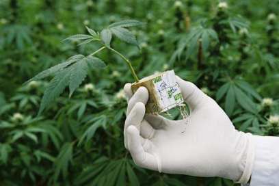 Конопля улан удэ гидропоника выращивание марихуаны от и до