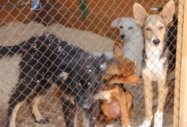 В Улан-Удэ во время рейда по собакам обследовали 9 школ 