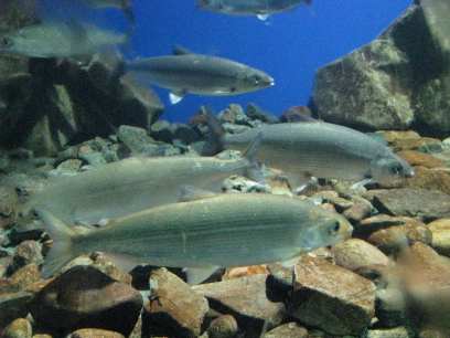 � ������� ����� ������� �� �����������