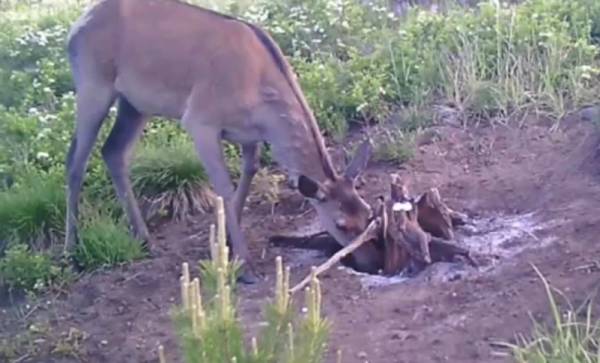 В Бурятии самка изюбря и зайчик попались в фотоловушку 