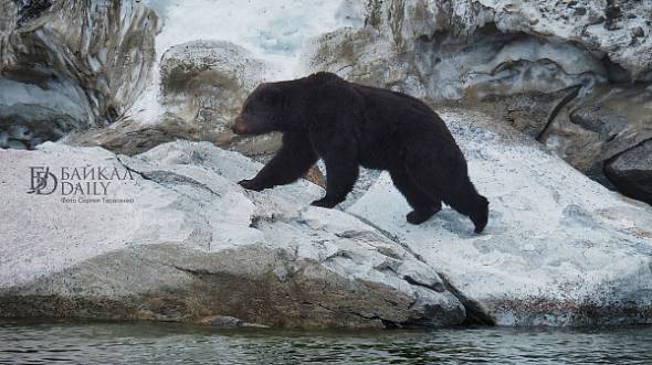 В Бурятии возле жилого микрорайона видели большого медведя  