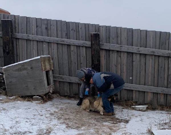 На Верхней Берёзовке в Улан-Удэ отловили бездомных собак 