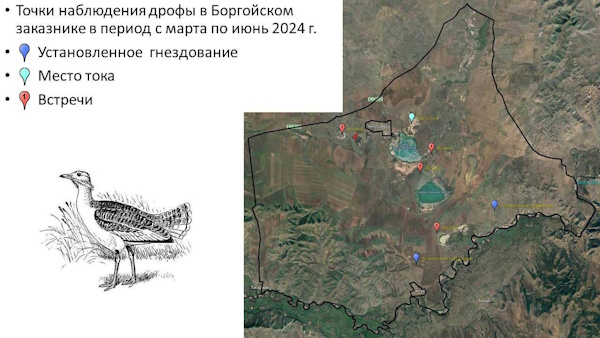 В Бурятии 27 раз встречали краснокнижных дроф 