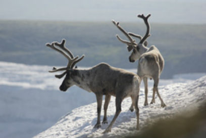 � ������� ��������� ��������� �� �������� ������