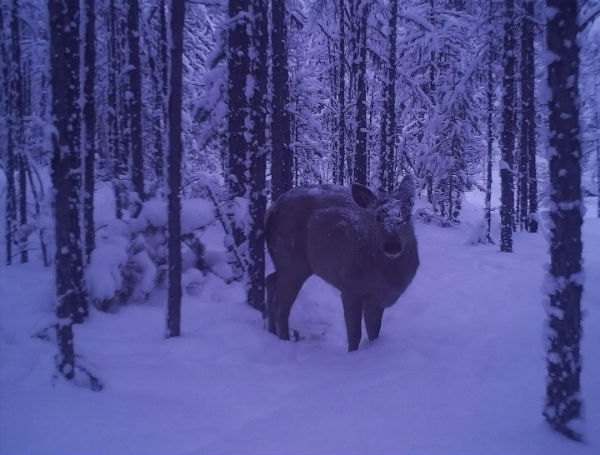В Бурятии рассказали, кто радуется снегу в тайге 