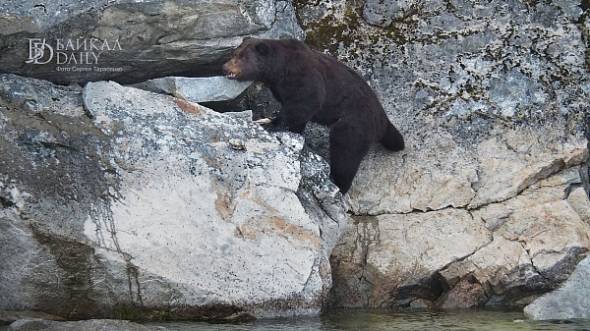 Ещё одного медведя заметили жители Кабанского района Бурятии