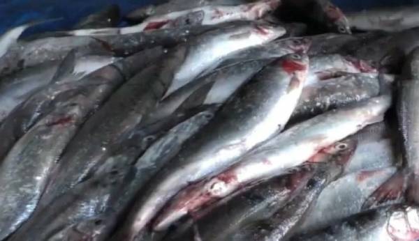На Байкале разрешат любительскую рыбалку омуля