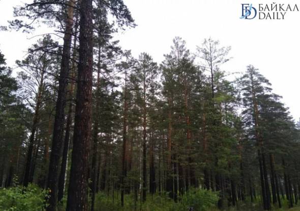 Улан-удэнцам продлили запрет на прогулки в лесу 