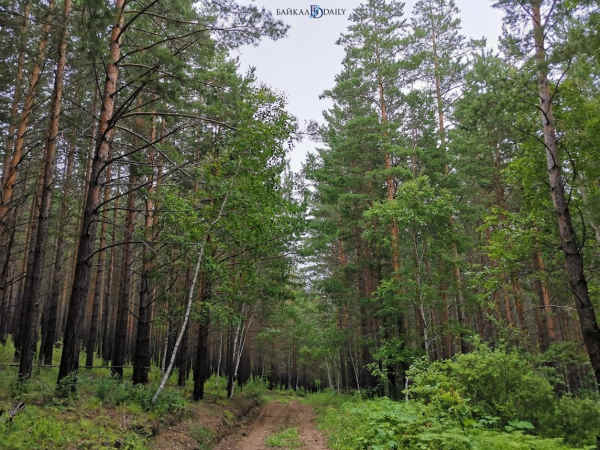 В лесах Бурятии потерялись восемь человек