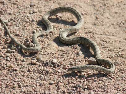 � ������ ����-��� ������� �������� ����