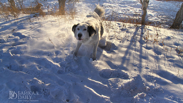 Собак, которых привезут из Якутска, в Улан-Удэ не оставят 
