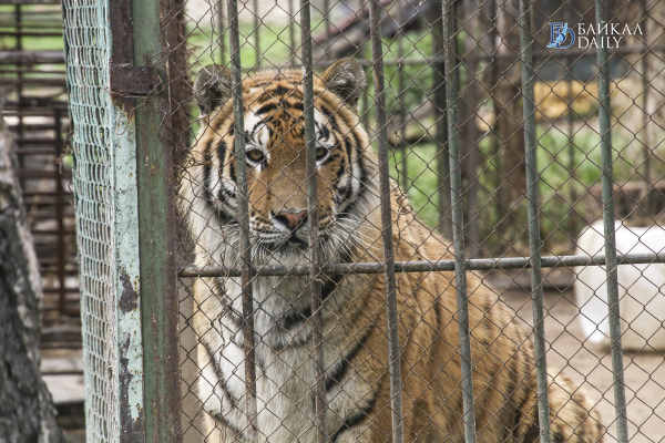 В Улан-Удэ сбежавшего тигра поместили в вольер