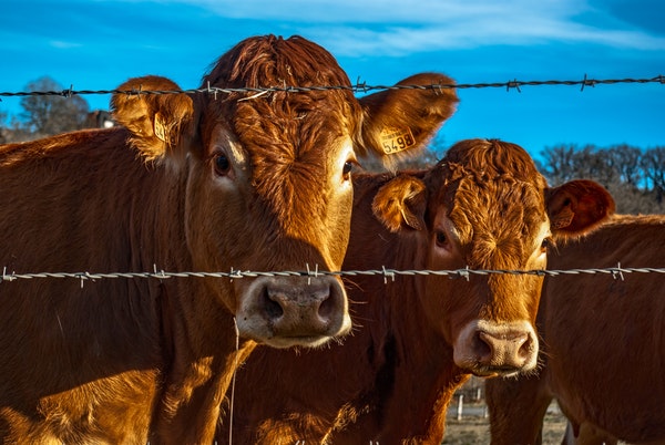 В Бурятии вакцинируют здоровый скот от нодулярного дерматита