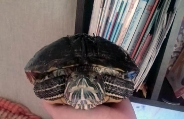 В Забайкалье спасли черепаху после укусов собаки В Забайкалье спасли черепаху после укусов собаки