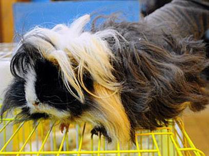 � ������� �������� ������� ������, ������� �������� �� �������� �������