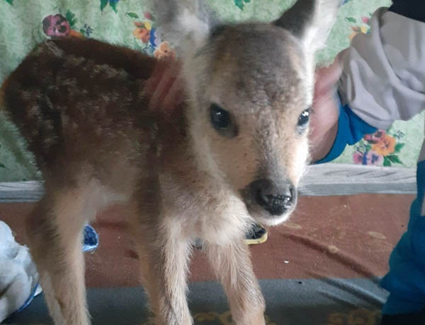 Косулёнок поселился в одном из хозяйств Забайкалья