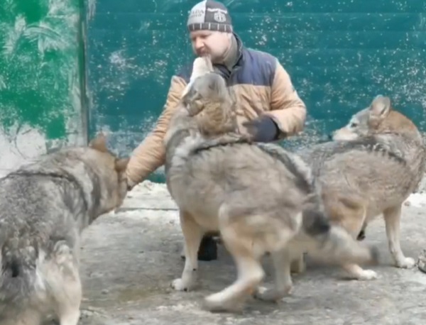 Волков из Иркутской зоогалереи усиленно кормят 