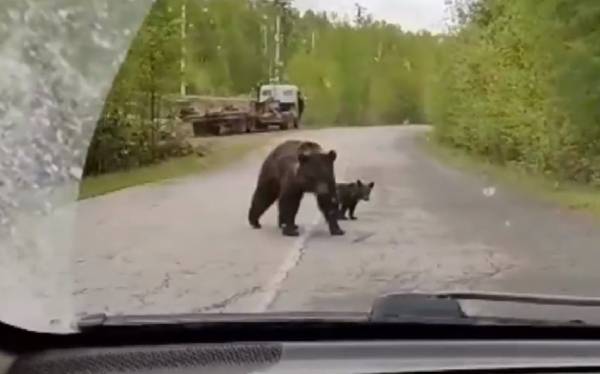 На севере Бурятии активизировались медведи