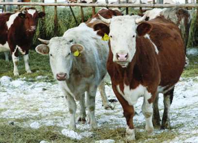 � ������� ������������� ��� ������ ���������