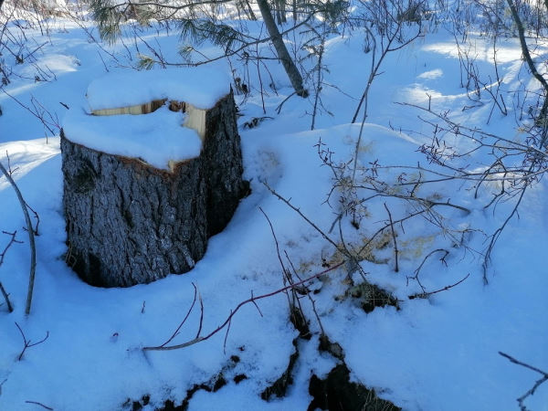 В Иркутской области «чёрный» лесоруб спилил деревья для стройки