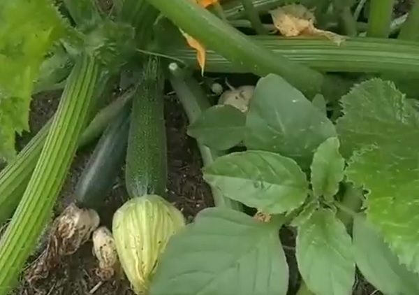 В Улан-Удэ в цветочной клумбе выросли кабачки