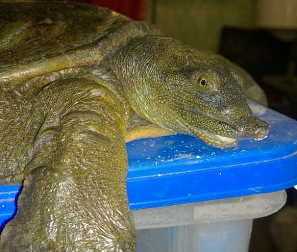 В Иркутской зоогалерее черепаха Супчик начала есть сама 