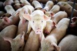 «БМК»: Новые собственники кяхтинского свинокомплекса споткнулись на нотариусах