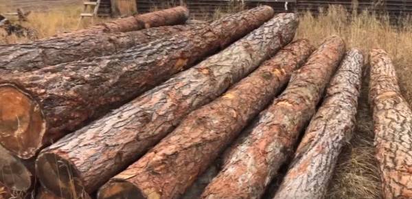 В Иркутской области раскрыли незаконную рубку леса на 4 млн рублей 