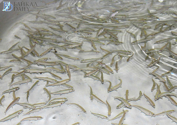 ����������� ������ �����������: ����������� ������ ������ ������� ����� 