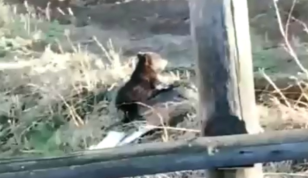 Жители пригорода Улан-Удэ повстречали медвежонка 