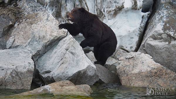 В Байкальском заповеднике рассказали о сроках залегания медведей в спячку 
