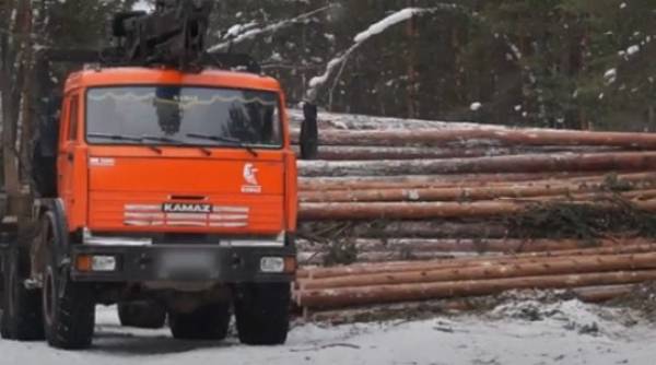 В Бурятии работают над декриминализацией лесной отрасли 