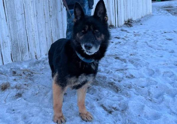 В Забайкалье кинологи УФСИН ищут хозяина для собаки-пенсионера 