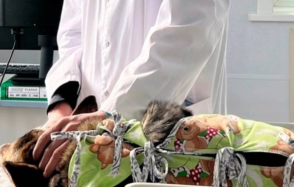 В Бурятии сделали бесплатную стерилизацию семилетней Дусе