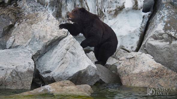 В Бурятии медведь съел еду туристов и поцарапал автомобиль 