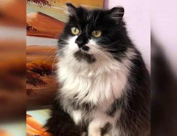 В Улан-Удэ кошке, спасённой из уличного туалета, нашли дом