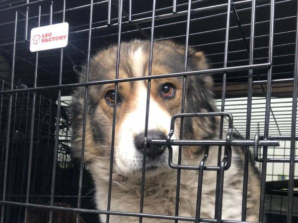 На Батарейке в Улан-Удэ будут весь день ловить собак