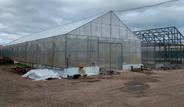 Лесники Бурятии будут выращивать кедр в теплице Лесники Бурятии будут выращивать кедр в теплице