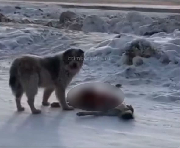 В Бурятии обнаружили ещё одного пса-каннибала